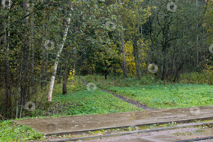 Скачать Тропинка, ведущая в зеленый лес фотосток Ozero