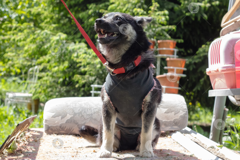 Скачать Черная собака в одеяле в саду фотосток Ozero