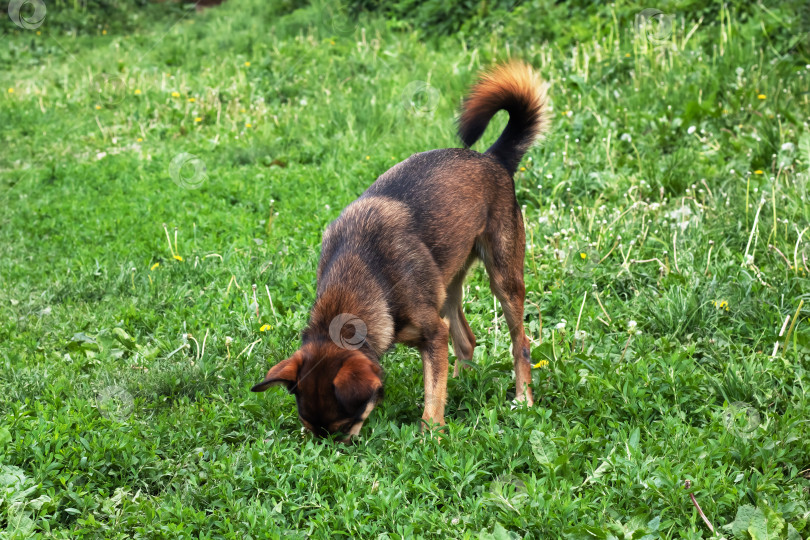 Скачать Коричневая собака в саду на зеленой траве фотосток Ozero