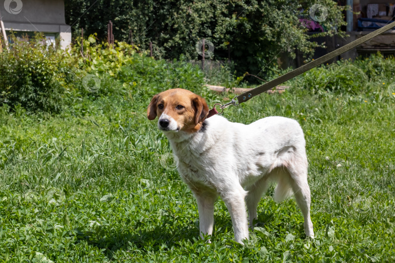 Скачать Белая веселая собака во дворе крупным планом фотосток Ozero