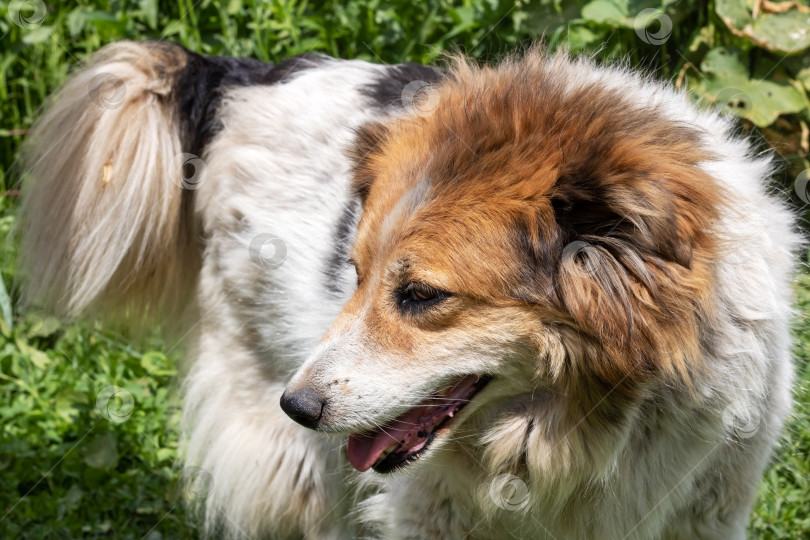 Скачать Толстая лохматая собака сидит на траве фотосток Ozero