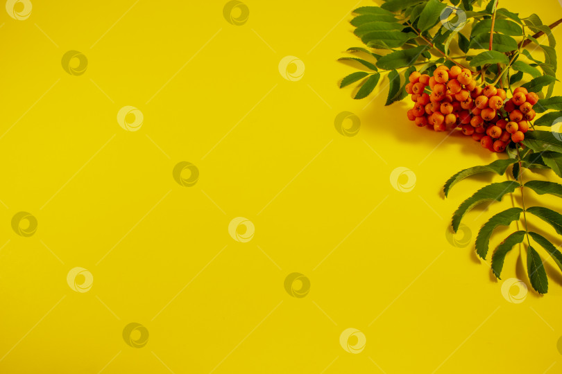 Скачать ветка рябины на желтом фоне, оранжевые ягоды рябины с зелеными листьями. фон для текста, шаблон для плаката. фотосток Ozero