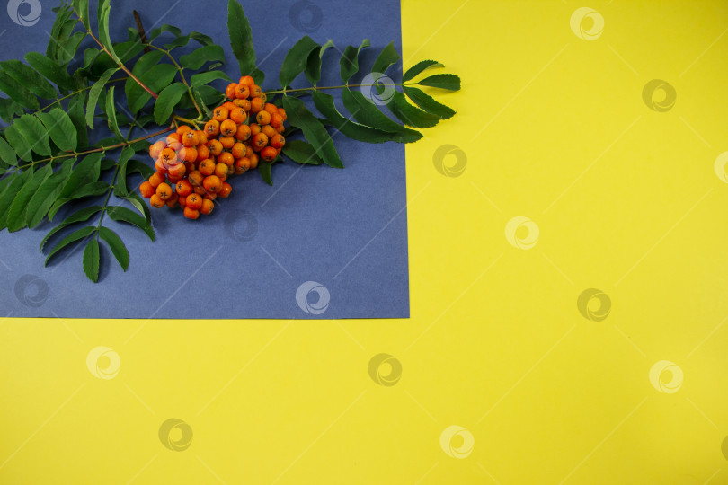 Скачать ветка рябины на желтом фоне, оранжевые ягоды рябины с зелеными листьями на синем фоне. фон для текста, шаблон для плаката и дизайнер. фотосток Ozero