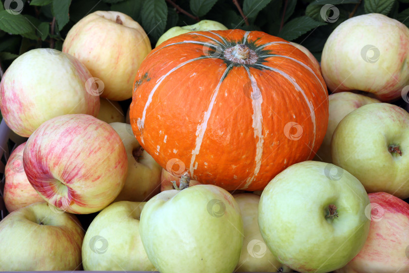 Скачать осенние фрукты и овощи - спелые сочные яблоки и оранжевая тыква фотосток Ozero