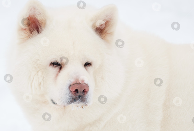 Скачать белая собака породы Акита-ину крупным планом на белом фоне фотосток Ozero