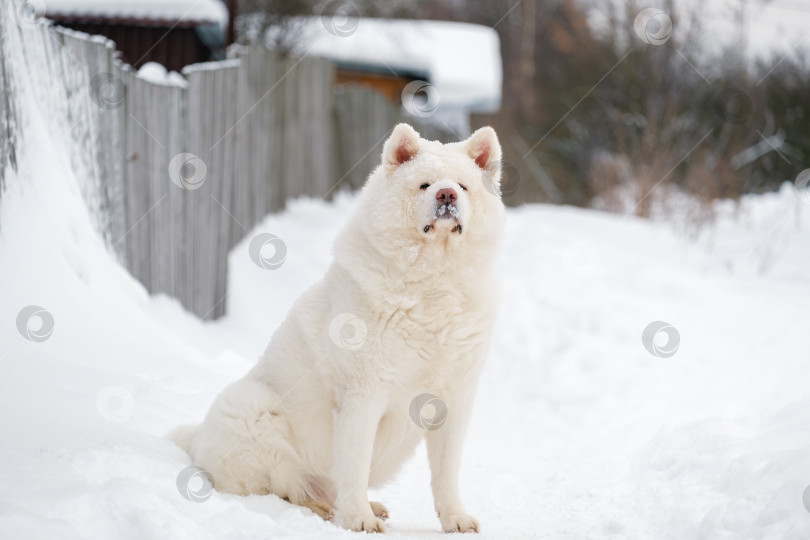 Скачать взрослая белая собака породы Акита-ину сидит зимой на дорожке возле деревянного забора фотосток Ozero
