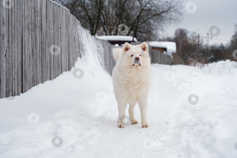 Скачать взрослая белая собака породы Акита-ину стоит зимой на дорожке возле деревянного забора фотосток Ozero