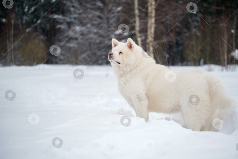 Скачать взрослая белая собака породы Акита-ину стоит на зимнем снегу на фоне леса фотосток Ozero