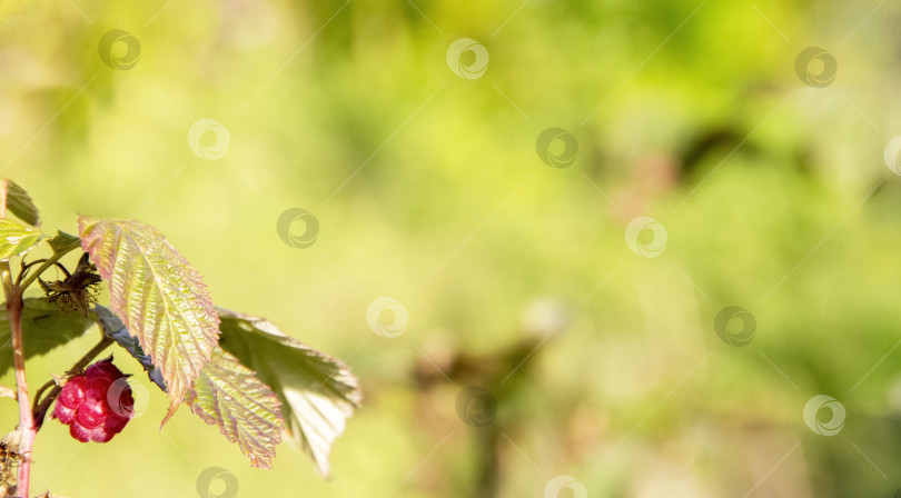Скачать сочная малина растет на ветке с желтыми листьями фотосток Ozero