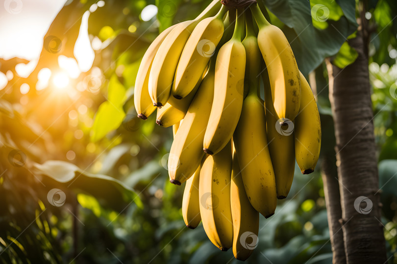 Скачать гроздь бананов, растущая в саду фотосток Ozero