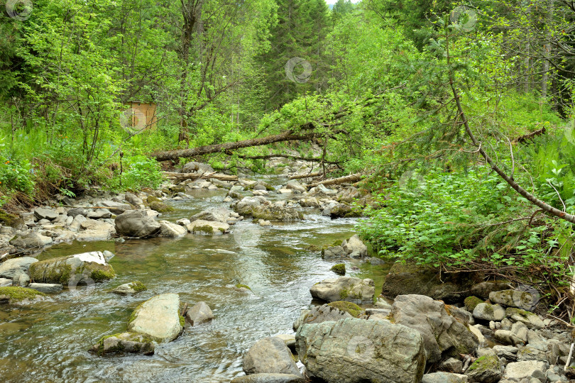 Скачать Небольшая бурная речка, стекающая с гор через густой лес летним днем после дождя. фотосток Ozero