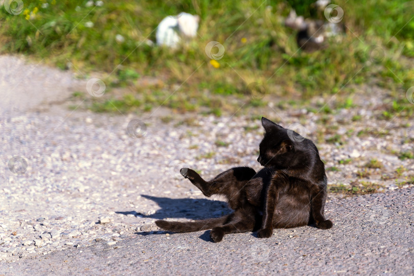 Скачать Молодая бездомная кошка сидит на асфальте. фотосток Ozero