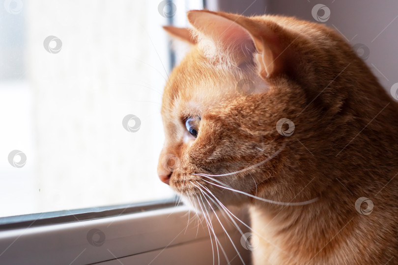Скачать Крупный план кошки, выглядывающей из окна фотосток Ozero