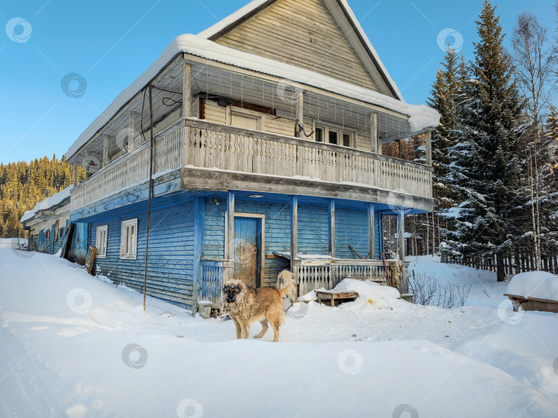 Скачать Вид на загородный дом с собакой, стоящей рядом зимой. фотосток Ozero