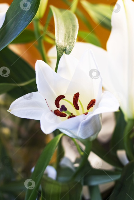 Скачать Белые цветы лилии с зелеными листьями фотосток Ozero