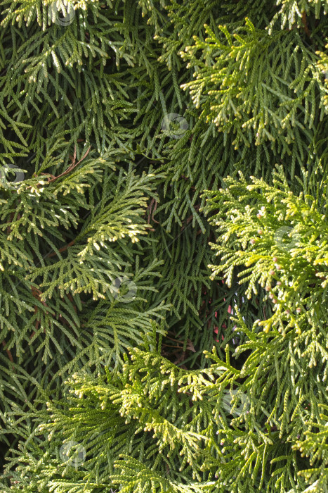 Скачать Зеленые ветви туи крупным планом, фон или текстура фотосток Ozero
