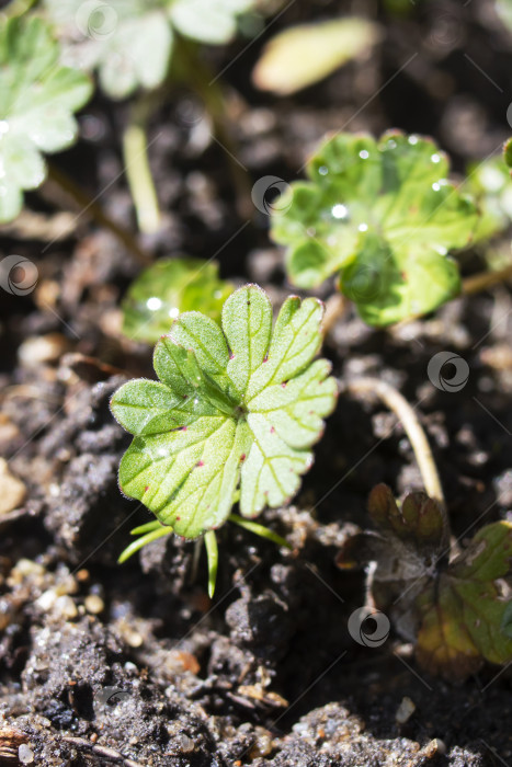 Скачать Зеленые листья весеннего растения на черной земле фотосток Ozero
