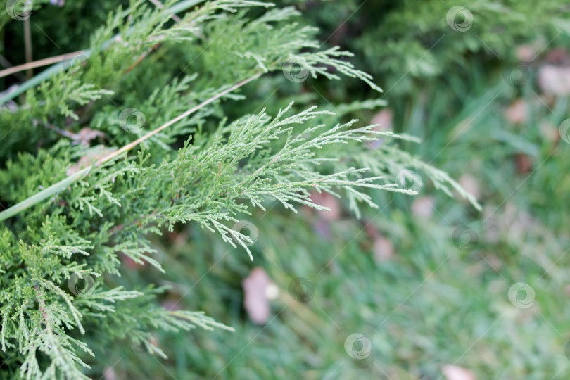Скачать Ветви вечнозеленого кустарника на фоне зеленой травы фотосток Ozero