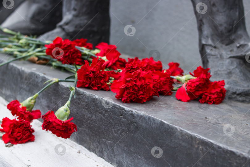 Скачать Крупный план красных гвоздик на памятнике фотосток Ozero
