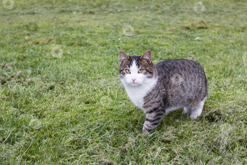 Скачать Серая бродячая кошка на зеленой траве крупным планом фотосток Ozero
