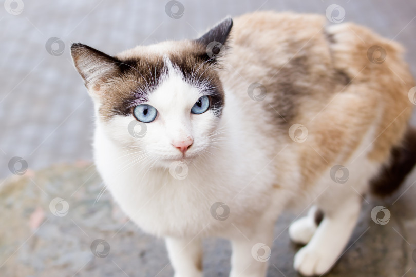 Скачать Портрет белой кошки с голубыми глазами крупным планом фотосток Ozero