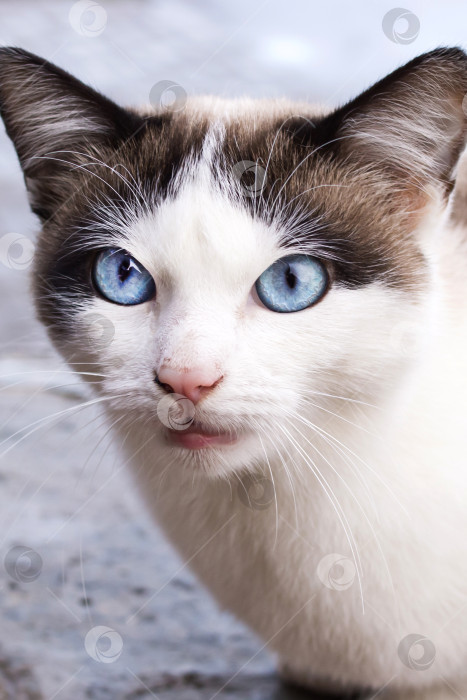 Скачать Портрет белой кошки с голубыми глазами крупным планом фотосток Ozero