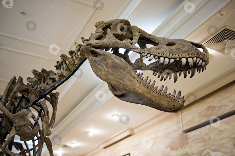 Скачать Казань, Татарстан, Россия – 6 февраля 2024:  череп древнего ящера в Музее естественной истории фотосток Ozero
