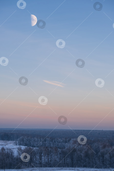 Скачать луна в вечернем голубом небе над зимним лесом фотосток Ozero