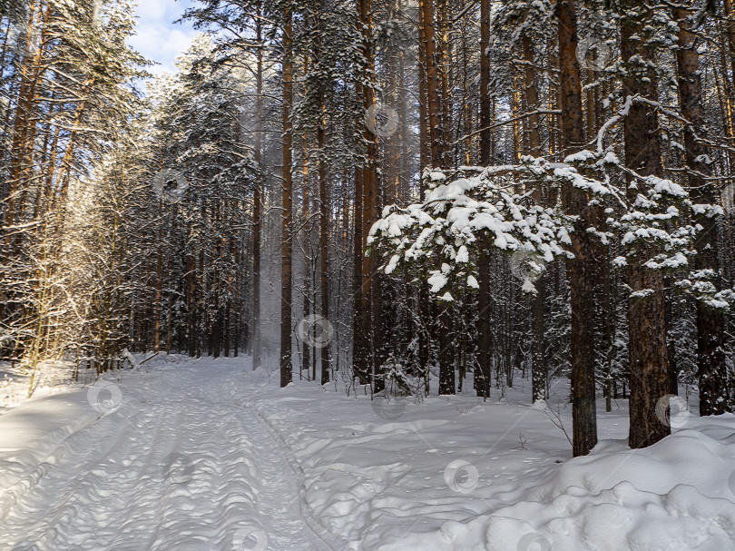 Скачать Зимний пейзаж солнечного леса с высокими соснами, покрытыми снегом. Сосновая ветка на переднем плане в снегу. Дорога ведет в сосновый лес. фотосток Ozero