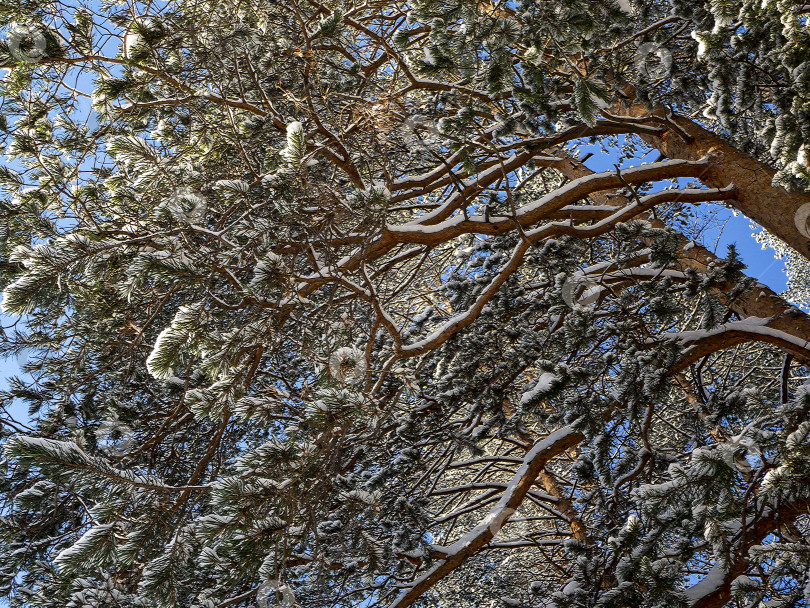 Скачать Сосновые ветви отходят от ствола. На ветвях и сосновых иглах лежит снег. Солнце освещает дерево. Вид из-под дерева вверх. фотосток Ozero
