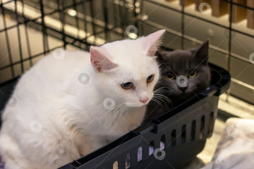 Скачать Два котенка в клетке крупным планом фотосток Ozero