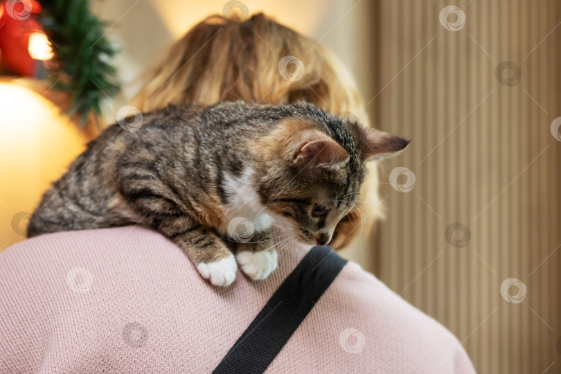 Скачать Серый котенок на плече женщины крупным планом фотосток Ozero