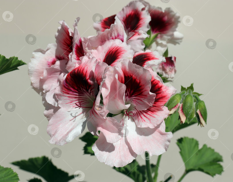 Скачать оригинальные белые и красные цветы герани (королевская пеларгония) на светлом фоне фотосток Ozero