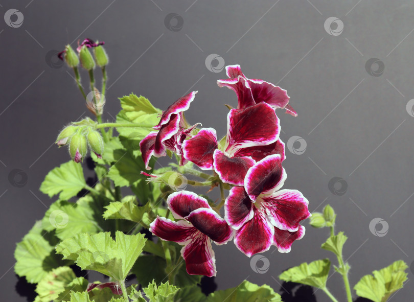 Скачать очаровательные королевские цветы пеларгонии на сером фоне фотосток Ozero