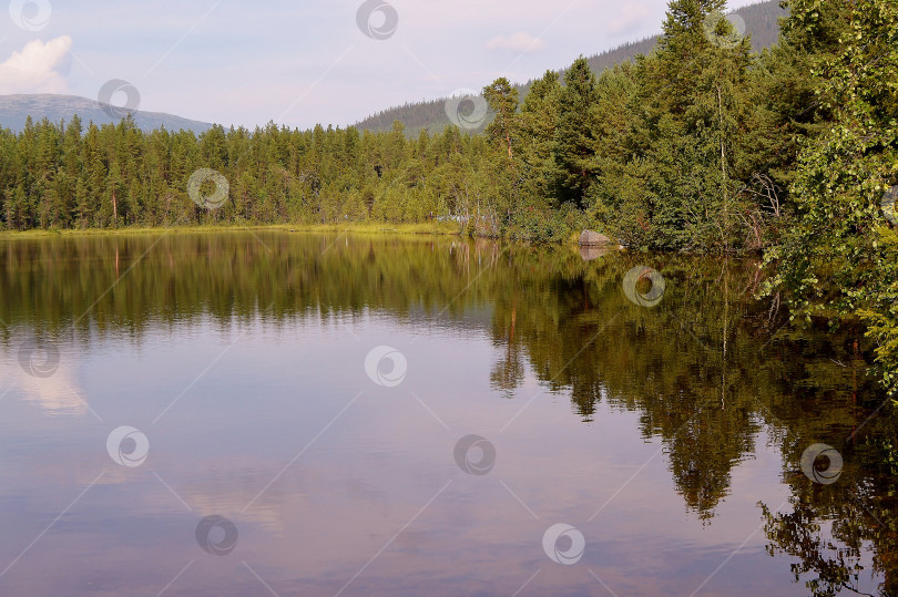 Скачать Лесное озеро летом. фотосток Ozero