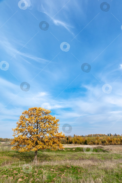 Скачать Одиноко стоящее дерево в поле с золотисто-оранжевой листвой. Золотая осень. фотосток Ozero