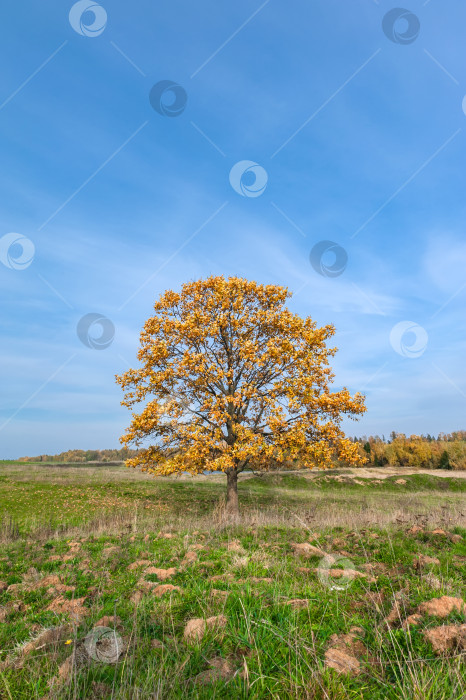 Скачать Одиноко стоящее дерево в поле с золотисто-оранжевой листвой. Золотая осень. фотосток Ozero