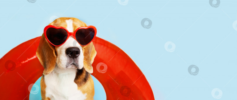 Скачать Собака породы бигль в солнцезащитных очках и с плавающим кольцом на синем фоне. фотосток Ozero