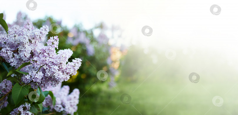 Скачать Куст цветущей сирени. Весенние цветы сирени на размытом фоне. фотосток Ozero