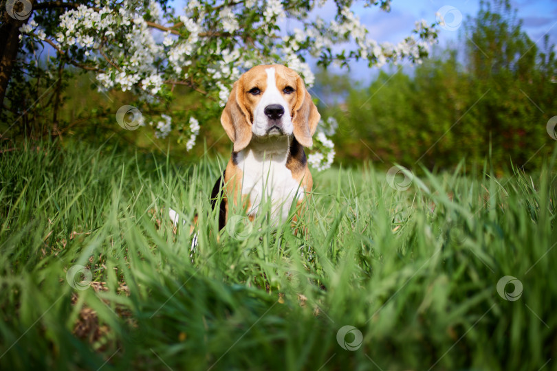 Скачать Собака породы бигль сидит на траве в парке возле цветущей яблони. фотосток Ozero
