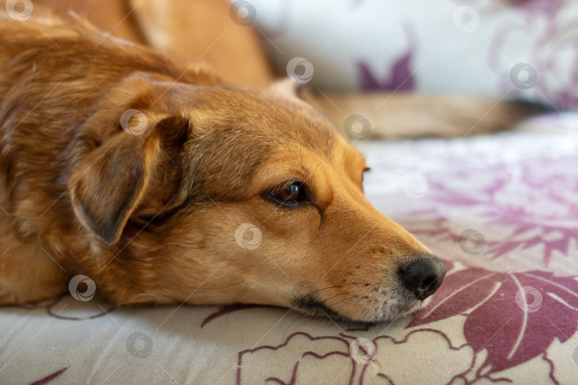 Скачать Рыжая маленькая собачка спит на диване фотосток Ozero