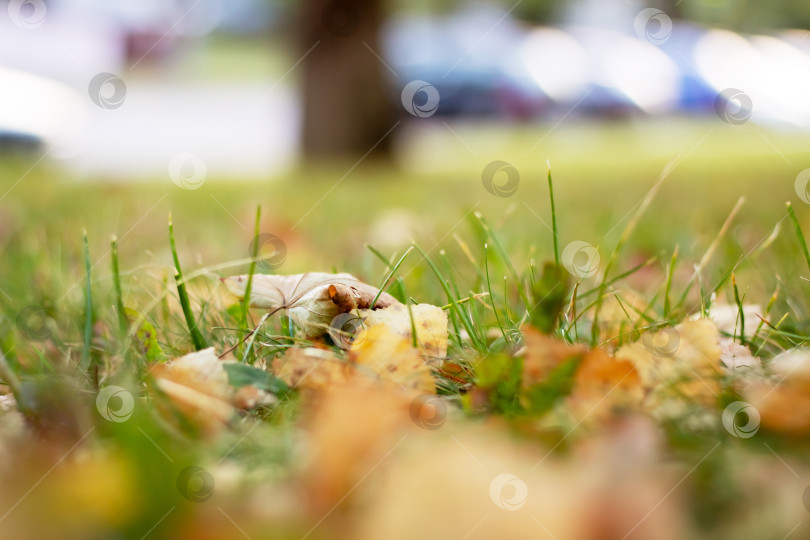 Скачать Желтые осенние листья в зеленой траве крупным планом фотосток Ozero
