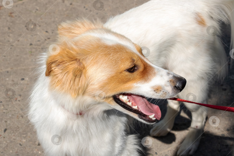 Скачать Белая пушистая собака гуляет в парке фотосток Ozero