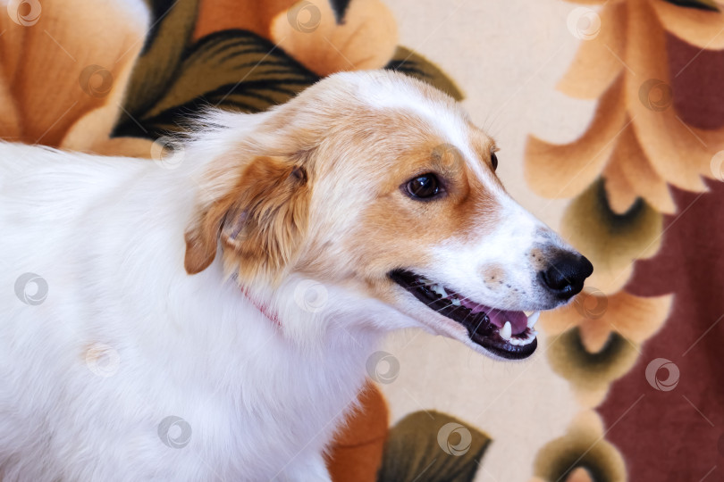 Скачать Рыжеволосая пушистая собака улыбается дома крупным планом фотосток Ozero
