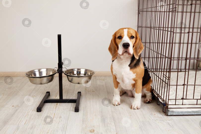 Скачать Симпатичная собачка Бигль сидит в комнате у мисок для еды и воды. фотосток Ozero