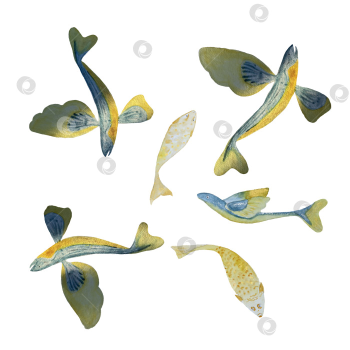 Скачать Акварельный рисунок рыбок от руки на белом фоне фотосток Ozero