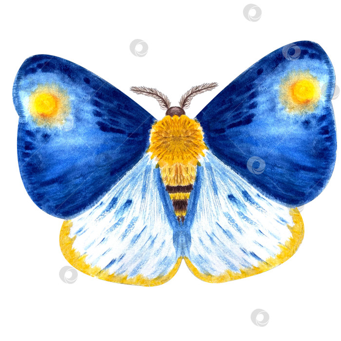 Скачать Ручная роспись акварелью яркой фактурной синей бабочки фотосток Ozero