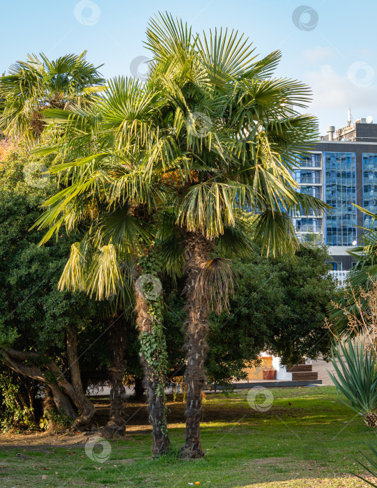 Скачать Красивая китайская пальма-ветряная мельница (Trachycarpus fortunei) или пальма Чусан в ландшафтном парке на фоне голубого неба. На заднем плане - многоэтажное здание отеля или санатория. фотосток Ozero