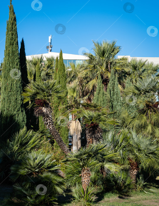 Скачать Замечательные пальмы Chamaerops humilis, европейские веерные или средиземноморские карликовые пальмы в кооперативном парке недалеко от морского торгового порта Сочи. Роскошные листья на фоне голубого неба. Солнечный зимний день. фотосток Ozero