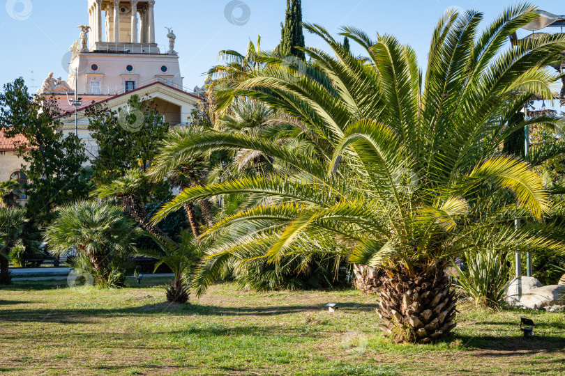 Скачать Декоративные пальмы Финиковая пальма Канарских островов (Phoenix canariensis) в кооперативном парке недалеко от Сочинского морского торгового порта. На заднем плане старое здание морского порта. Зимний день фотосток Ozero